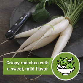 Sow Right Seeds Daikon can be grown indoors with adequate light.