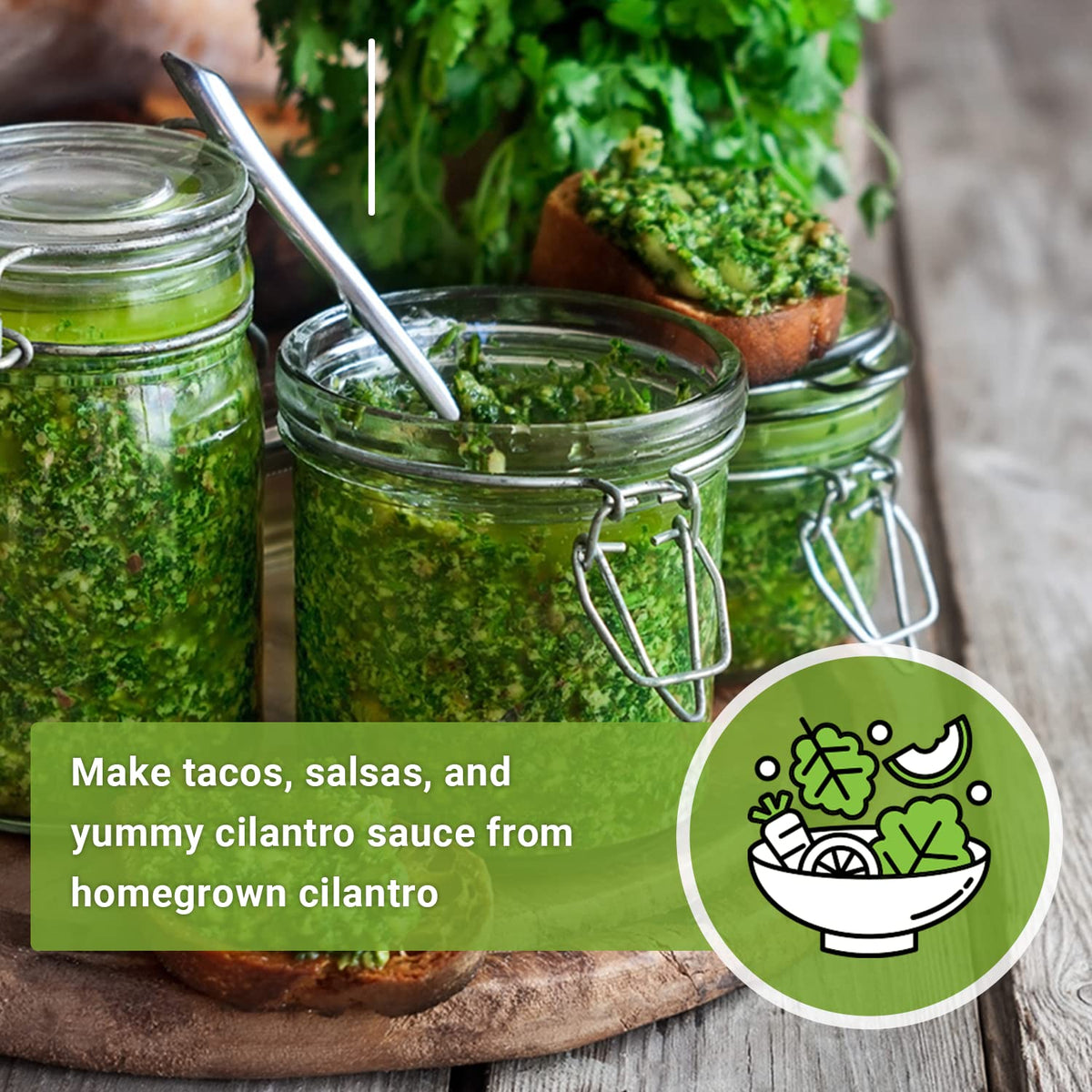 Sow Right Seeds cilantro indoors-outdoors image emphasizes adaptable growing for year-round cilantro.