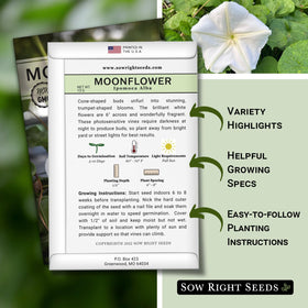 Ipomoea alba Moonflower bloom close-up showing white trumpet petals