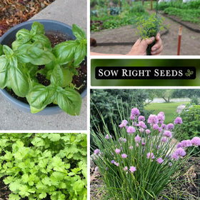 Sow Right Seeds italian parsley packet for bright, fresh finishing herbs