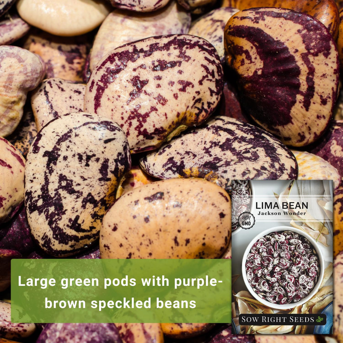 Lima bean plant growing into an 18-inch bush, easy to pick and harvest.