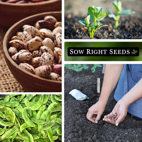 Beans maturing in 55–65 days in a sunny garden setting for home cooks.