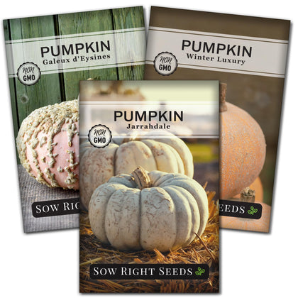 Sow Right Seeds Jarrahdale pumpkin seeds for decorative planting and edible uses