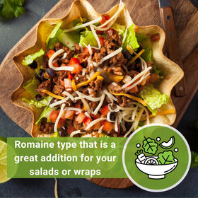 Harvest-ready Jericho lettuce heads from Sow Right Seeds