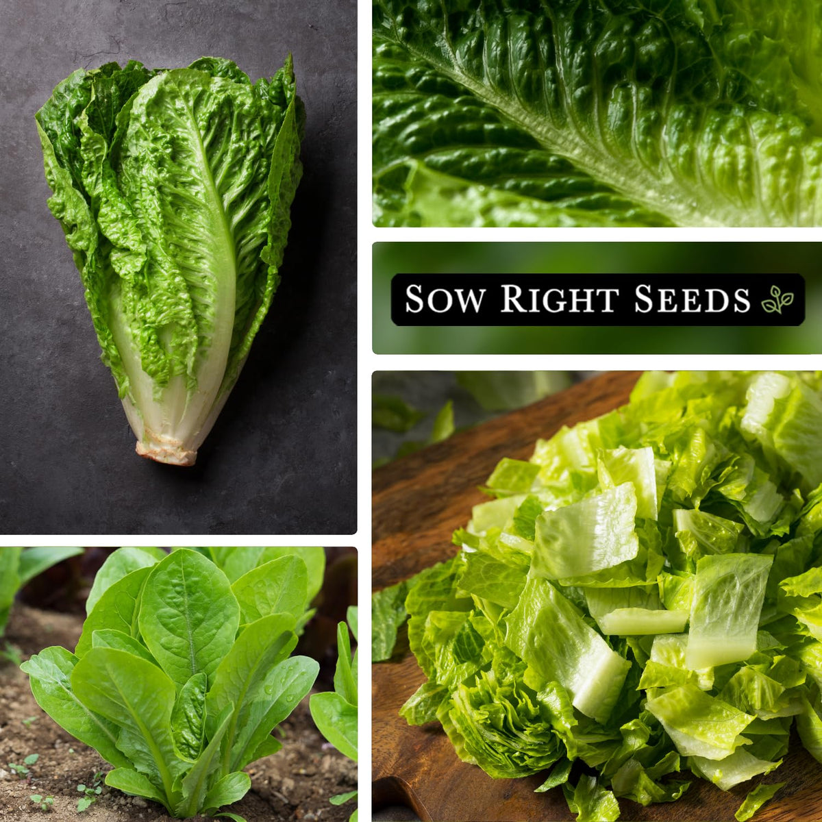 Jericho lettuce head formation in late-season growth