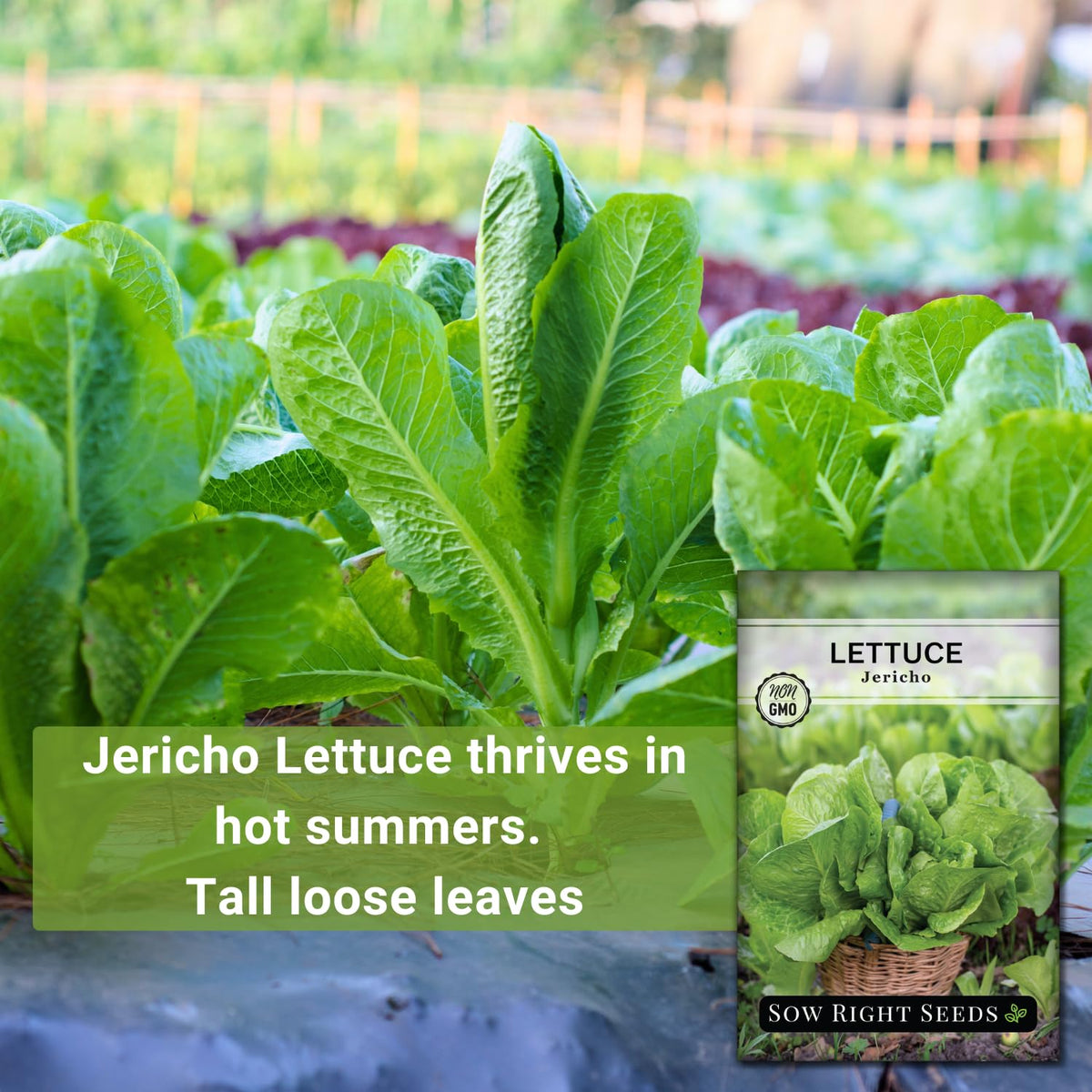 Jericho lettuce demonstrates heat tolerance in hot garden conditions