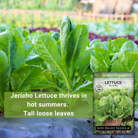 Jericho lettuce demonstrates heat tolerance in hot garden conditions