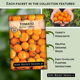 Sow Right Seeds Jubilee orange tomato on the vine, perfect for vibrant salsas.