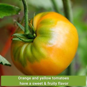 Sow Right Seeds Kellogg’s Breakfast tomato slice, breakfast-ready color and rich flavor.