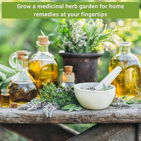Sow Right Seeds display featuring lavender and chamomile seed packets for soothing teas.