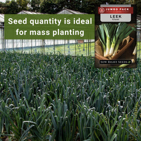 Sow Right Seeds leek at 1/4 inch deep, 4-6 inch spacing for proper setup.