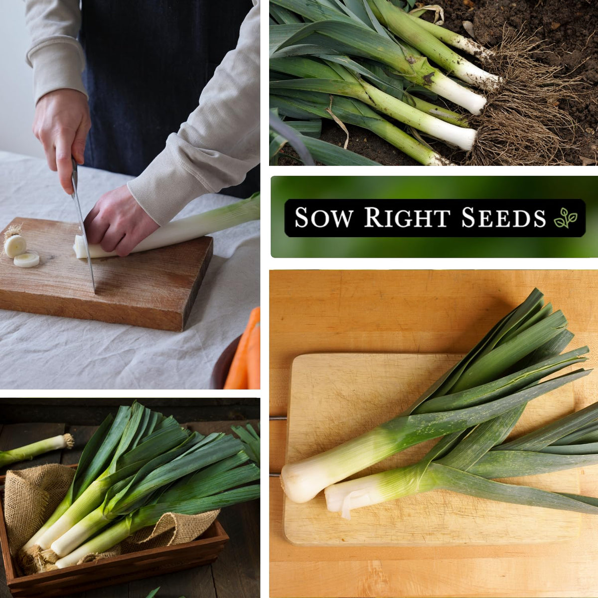 Sow Right Seeds leek garden row planting demonstrates easy sowing and spacing