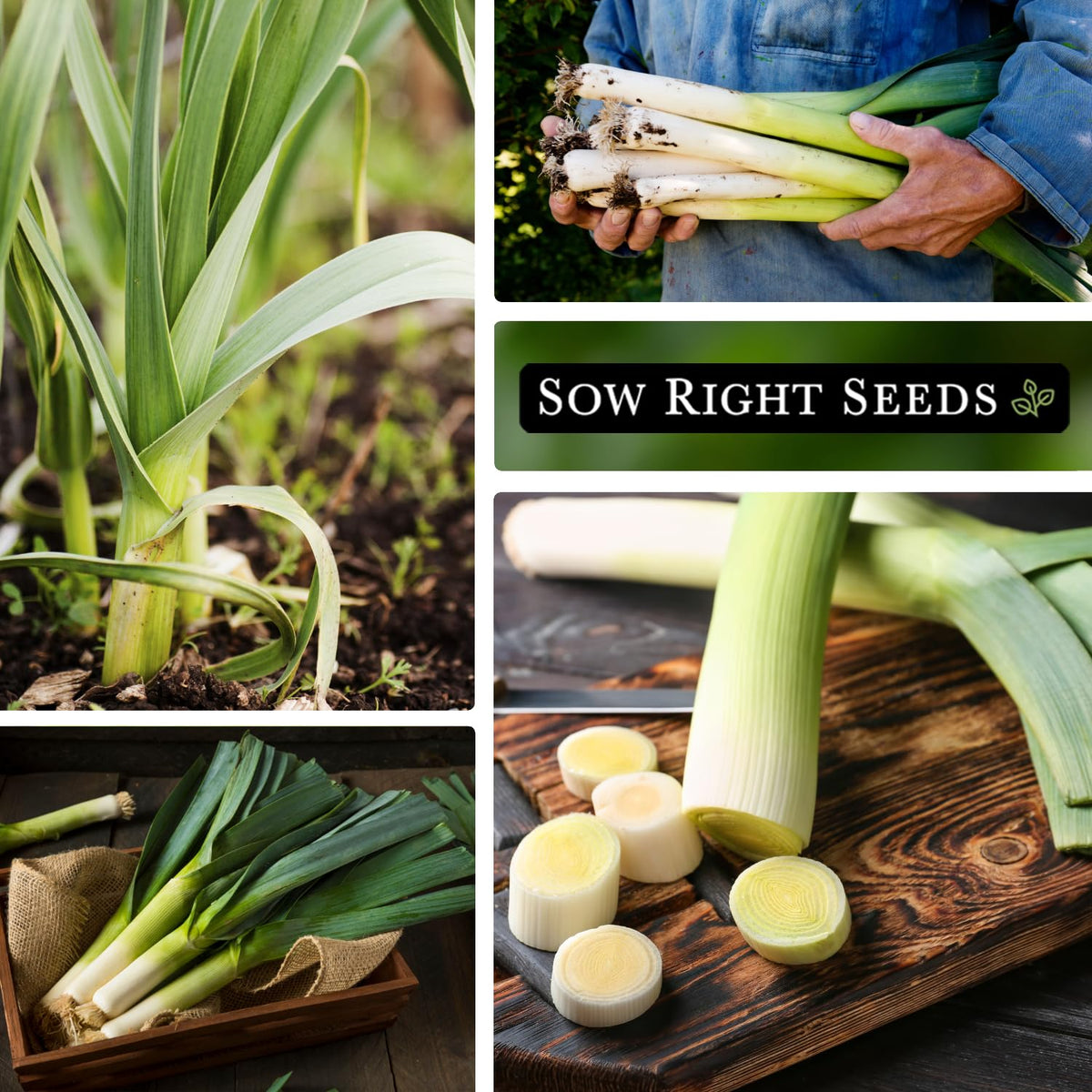 Sow Right Seeds leek spacing 4-6 inches for even growth and ease.