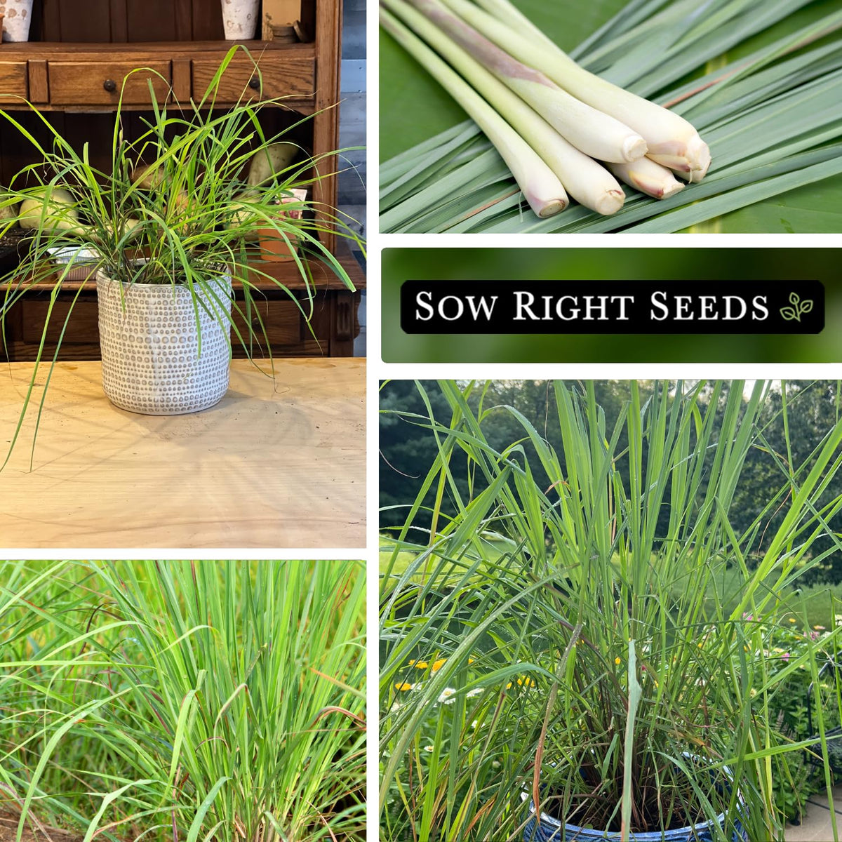 Sow Right Seeds fresh lemongrass harvest ideal for stir-fries and tea.