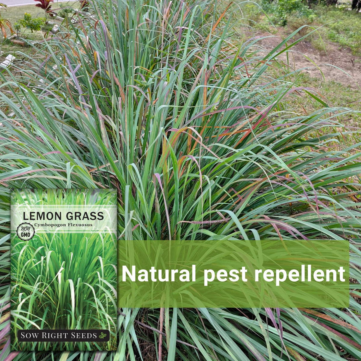 Sow Right Seeds lemon grass in patio pots, compact and easy to grow.