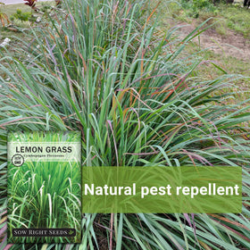 Sow Right Seeds lemon grass in patio pots, compact and easy to grow.