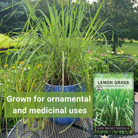 Sow Right Seeds lemon grass plant in garden bed, vibrant blades with fragrance.