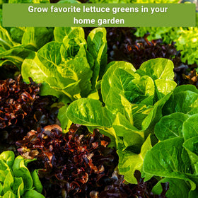Sow Right Seeds Lolla Rosa lettuce packet for colorful greens.