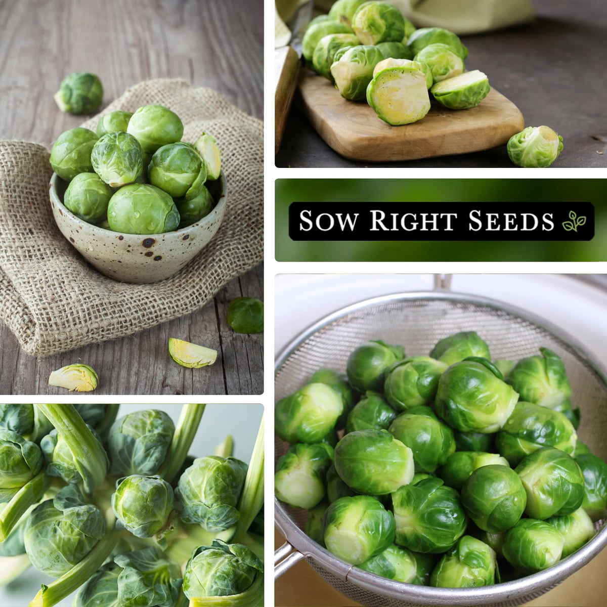 Sow Right Seeds Long Island Brussels Sprouts 1-inch sprouts ideal for roasting