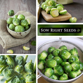 Sow Right Seeds Long Island Brussels Sprouts 1-inch sprouts ideal for roasting