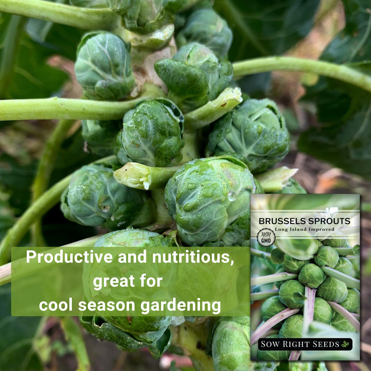 Sow Right Seeds Long Island Brussels Sprouts plant growing tall for containers