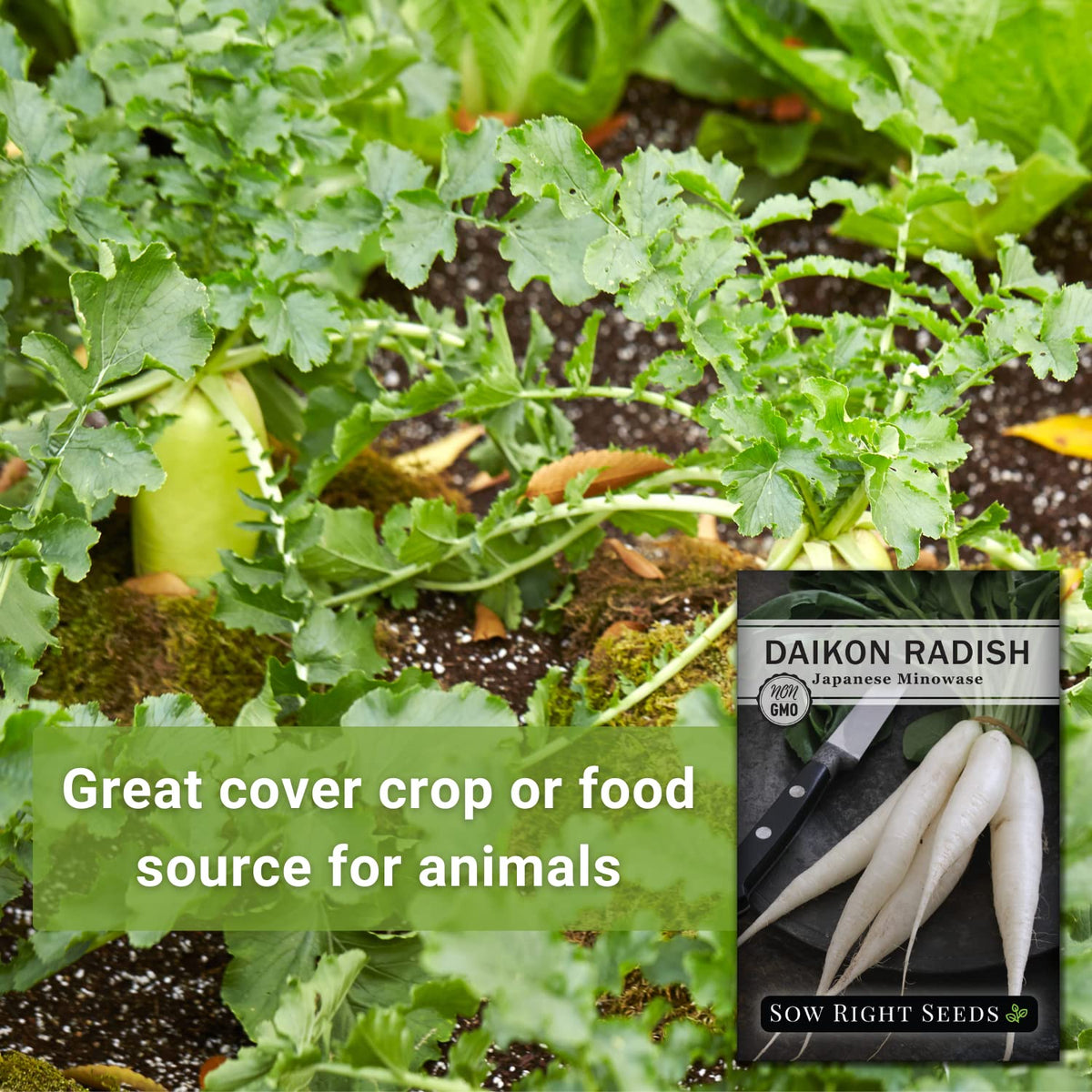 Sow Right Seeds Japanese Minowase Daikon root growing up to 24 inches.