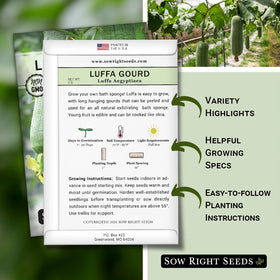 Sow Right Seeds luffa gourds growing on a sunny trellis for harvest