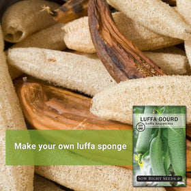 Sow Right Seeds young luffa fruit on the vine ready to mature