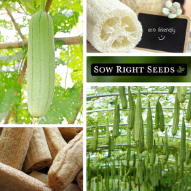 Sow Right Seeds dried luffa gourds becoming natural exfoliating sponges