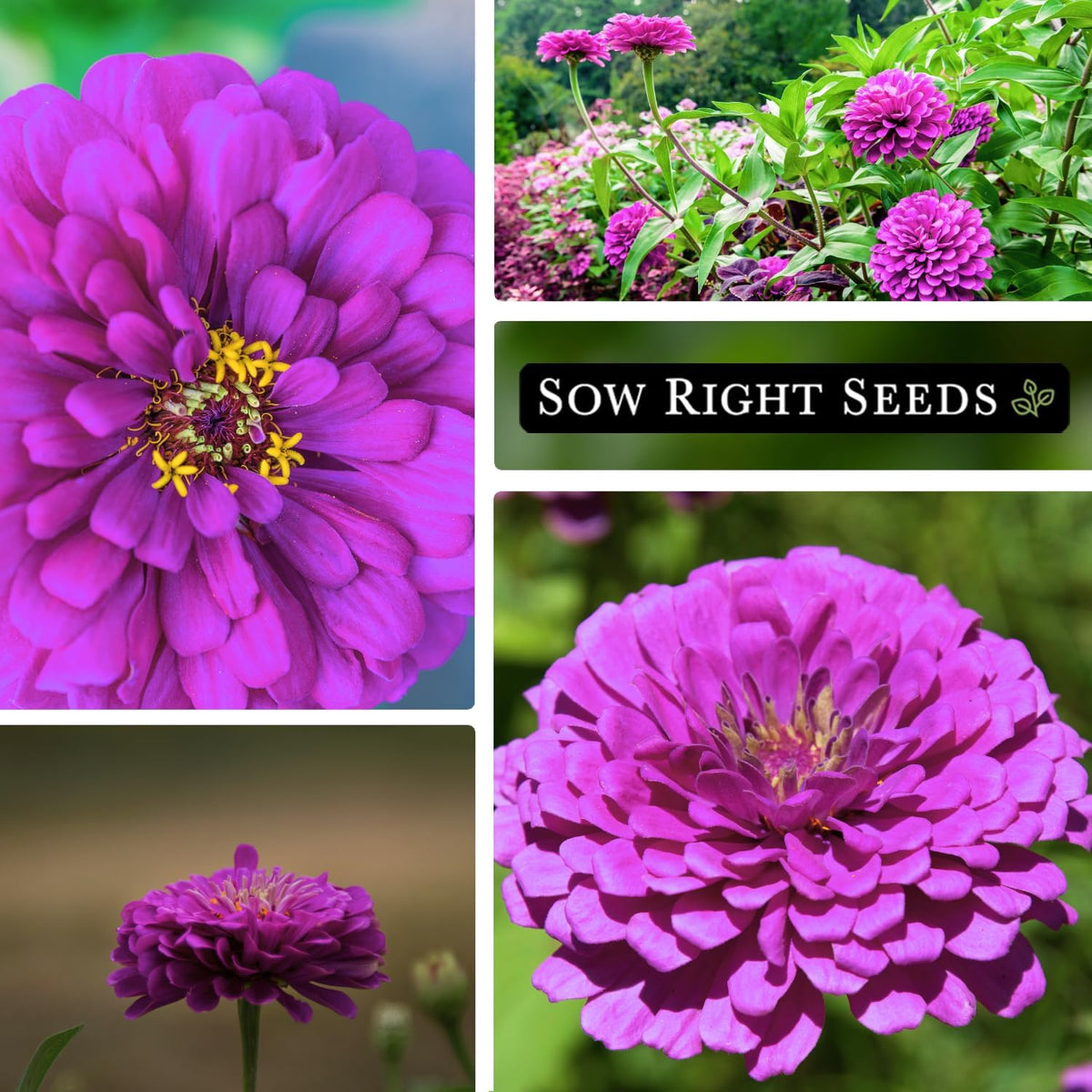 Luminosa Zinnia grows 30–36 inches tall for border impact.