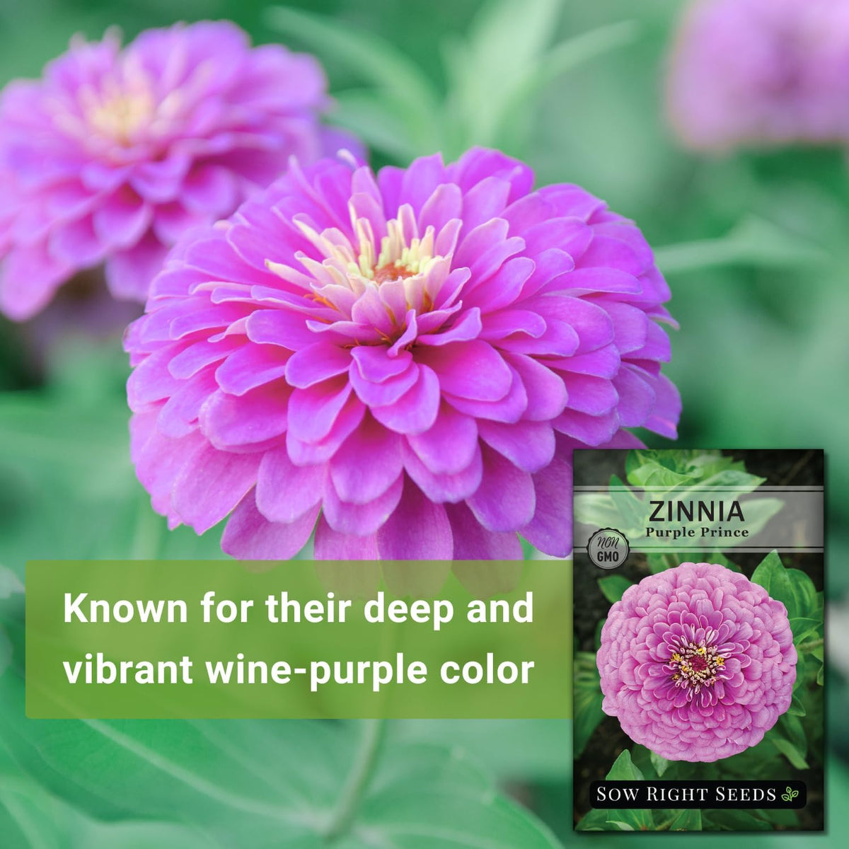 Luminosa Zinnia germinates in 7–10 days in warm soil.