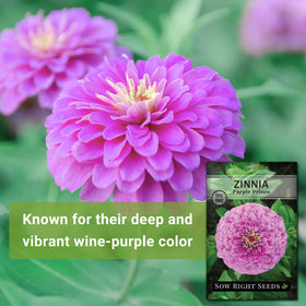 Luminosa Zinnia germinates in 7–10 days in warm soil.