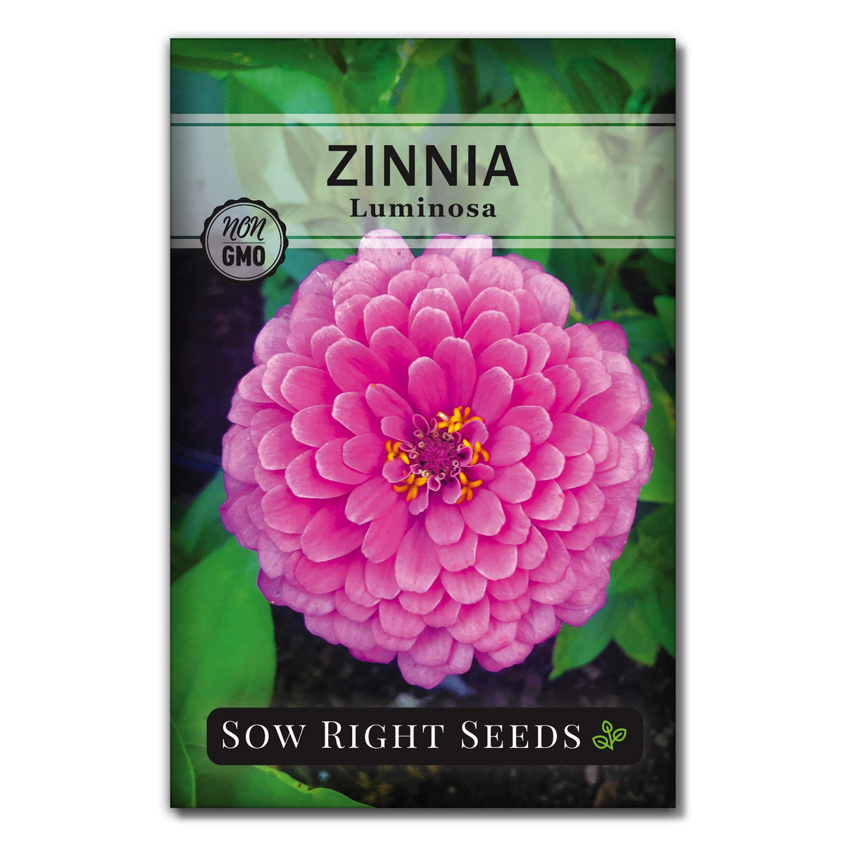 Sow Right Seeds Luminosa Zinnia with giant pink blossoms for vibrant garden color.