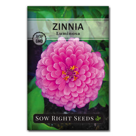 Sow Right Seeds Luminosa Zinnia with giant pink blossoms for vibrant garden color.