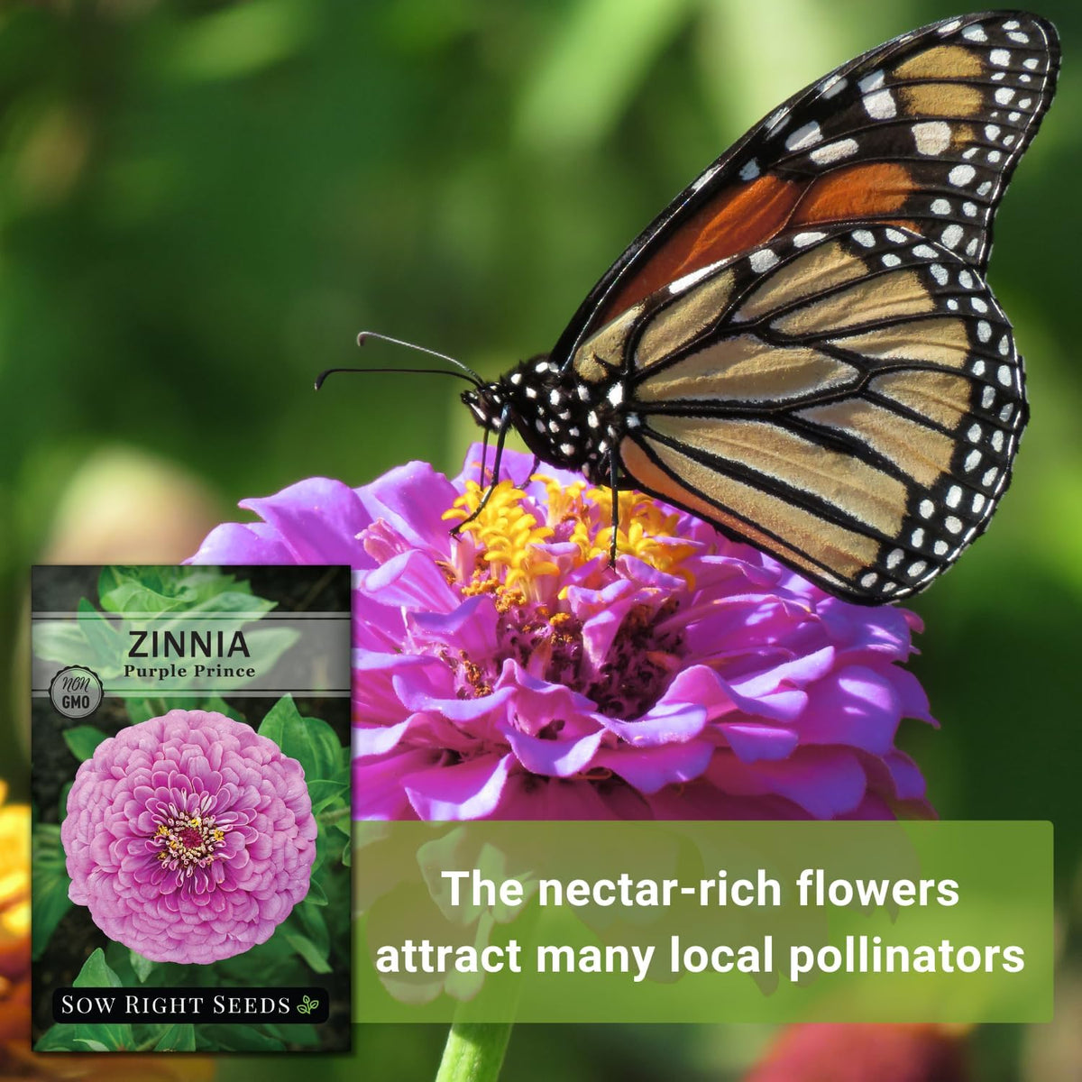 Pollinator-friendly blooms attract butterflies to your garden.