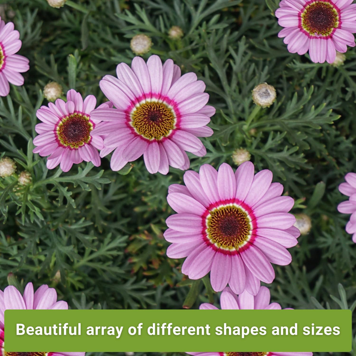 Sow Right Seeds Luminosa Zinnia seeds—bright pink blossoms attracting pollinators.