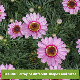 Sow Right Seeds Luminosa Zinnia seeds—bright pink blossoms attracting pollinators.