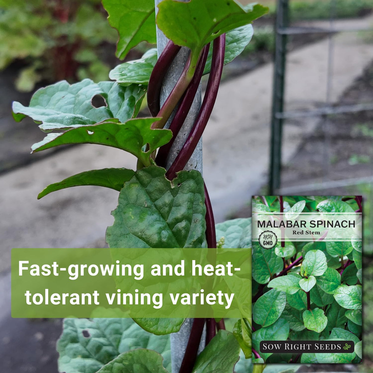 Sow Right Seeds Malabar Red Stem Spinach vine growing tall in warm-season beds.
