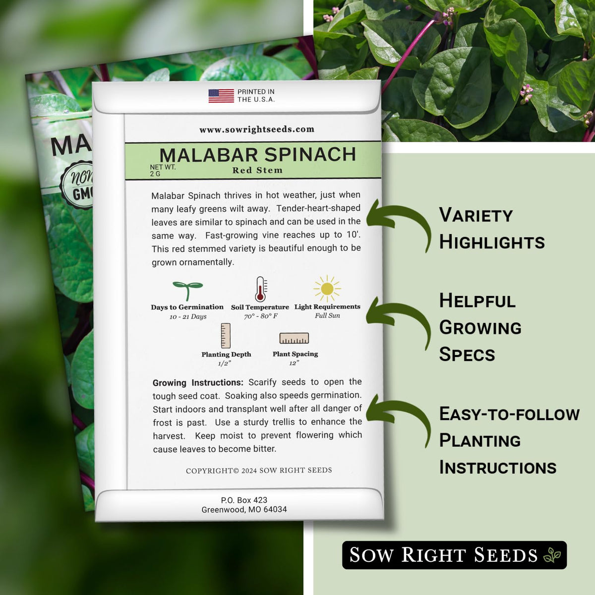 Sow Right Seeds Malabar Red Stem Spinach germination close-up showing quick sprouts.