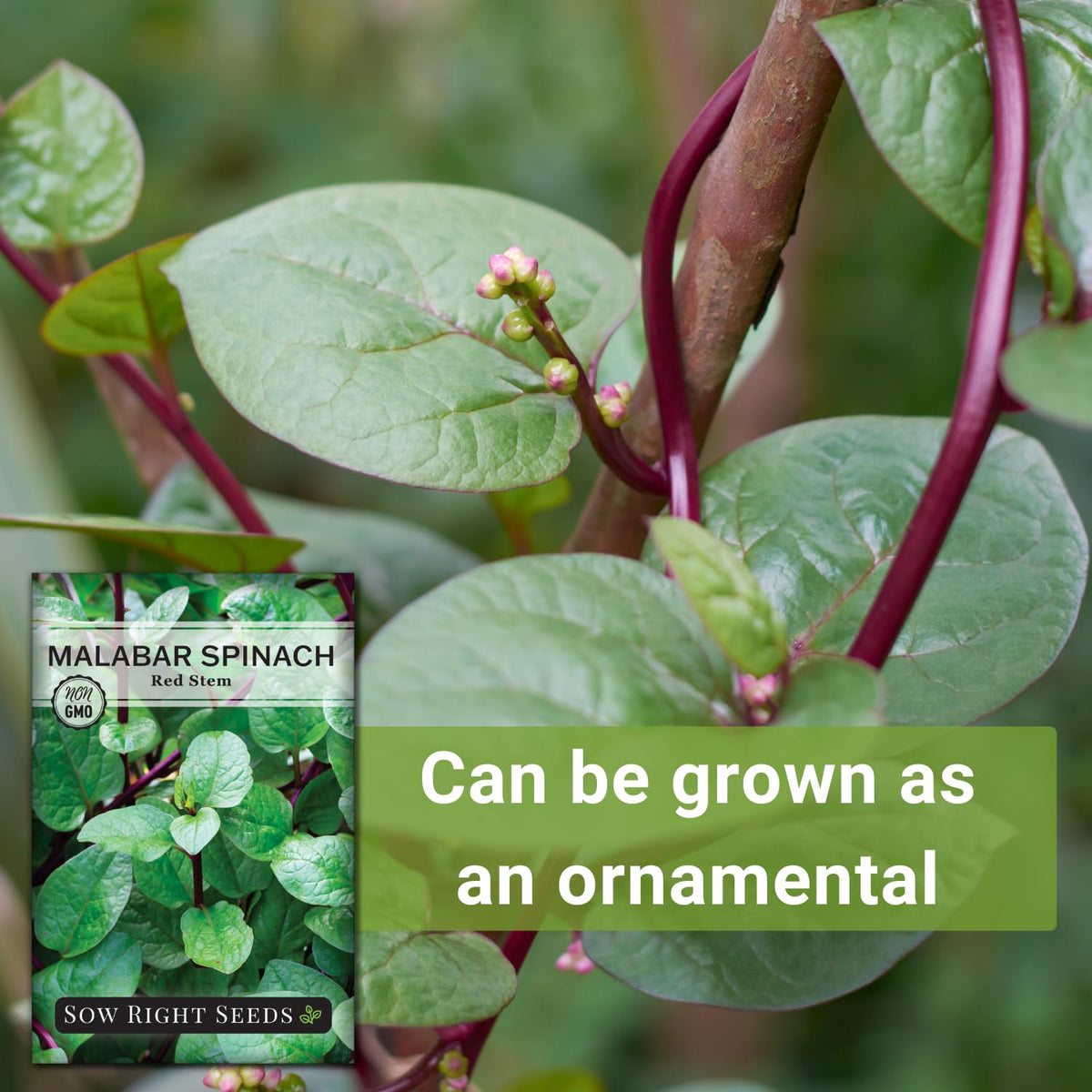 Sow Right Seeds Malabar Red Stem Spinach harvest-ready leaves for salads.
