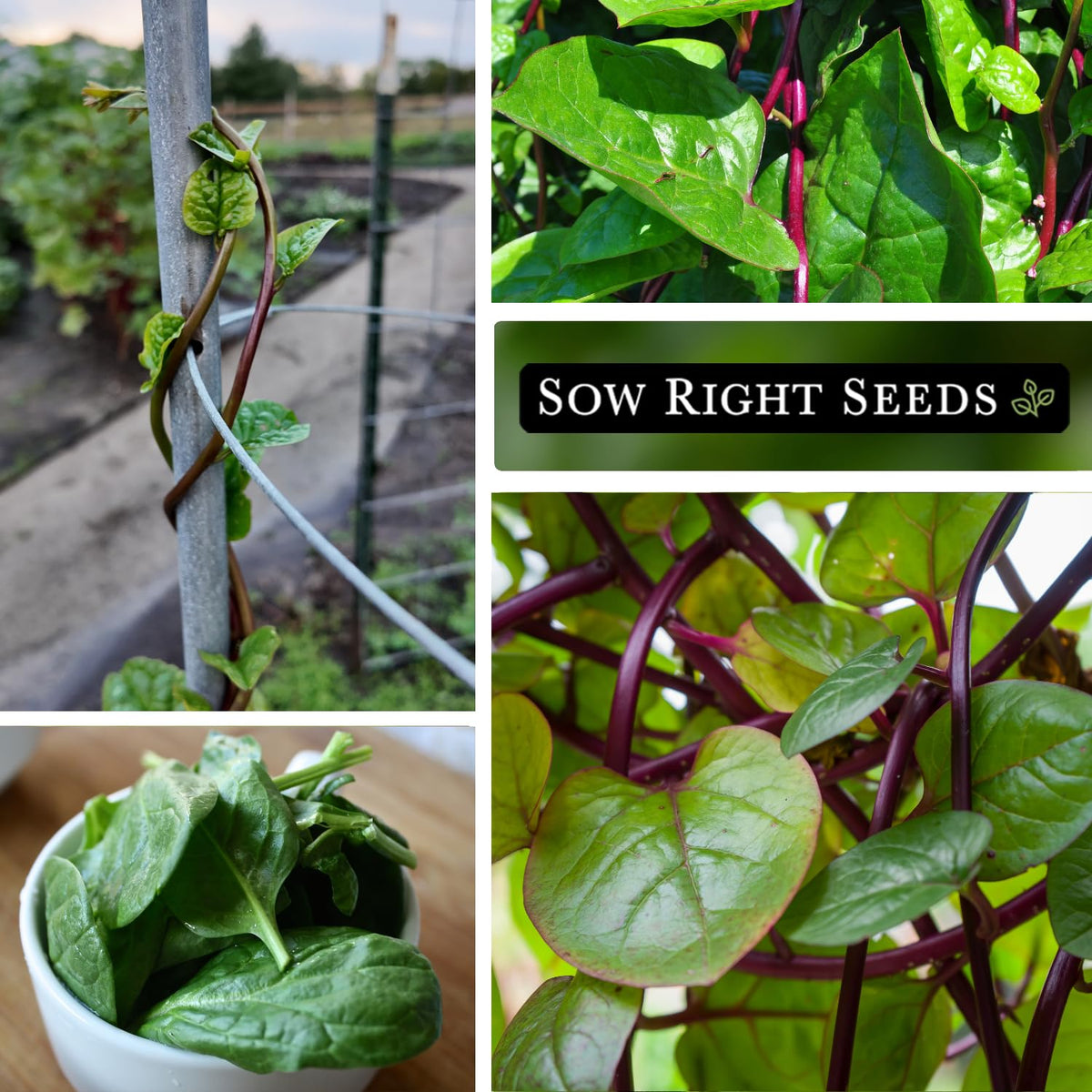 Sow Right Seeds Malabar Red Stem Spinach heart-shaped leaves with red stems.