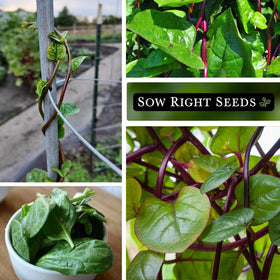 Sow Right Seeds Malabar Red Stem Spinach heart-shaped leaves with red stems.