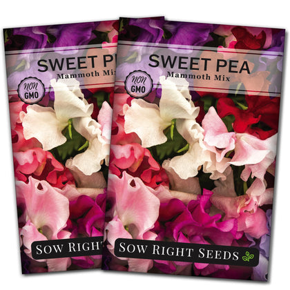 Sow Right Seeds Mammoth Mix Sweet Pea bloom closeup for borders and bouquets