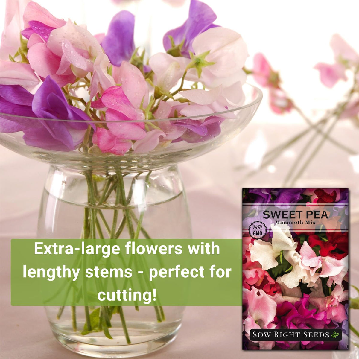 Sow Right Seeds Mammoth Mix Sweet Pea flowers show color variety and fragrance