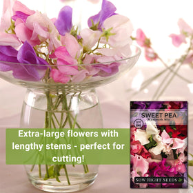 Sow Right Seeds Mammoth Mix Sweet Pea flowers show color variety and fragrance