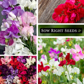 Sow Right Seeds Mammoth Mix Sweet Pea packets on display for gardeners
