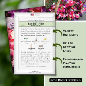 Sow Right Seeds Mammoth Mix Sweet Pea vines growing tall on a garden trellis