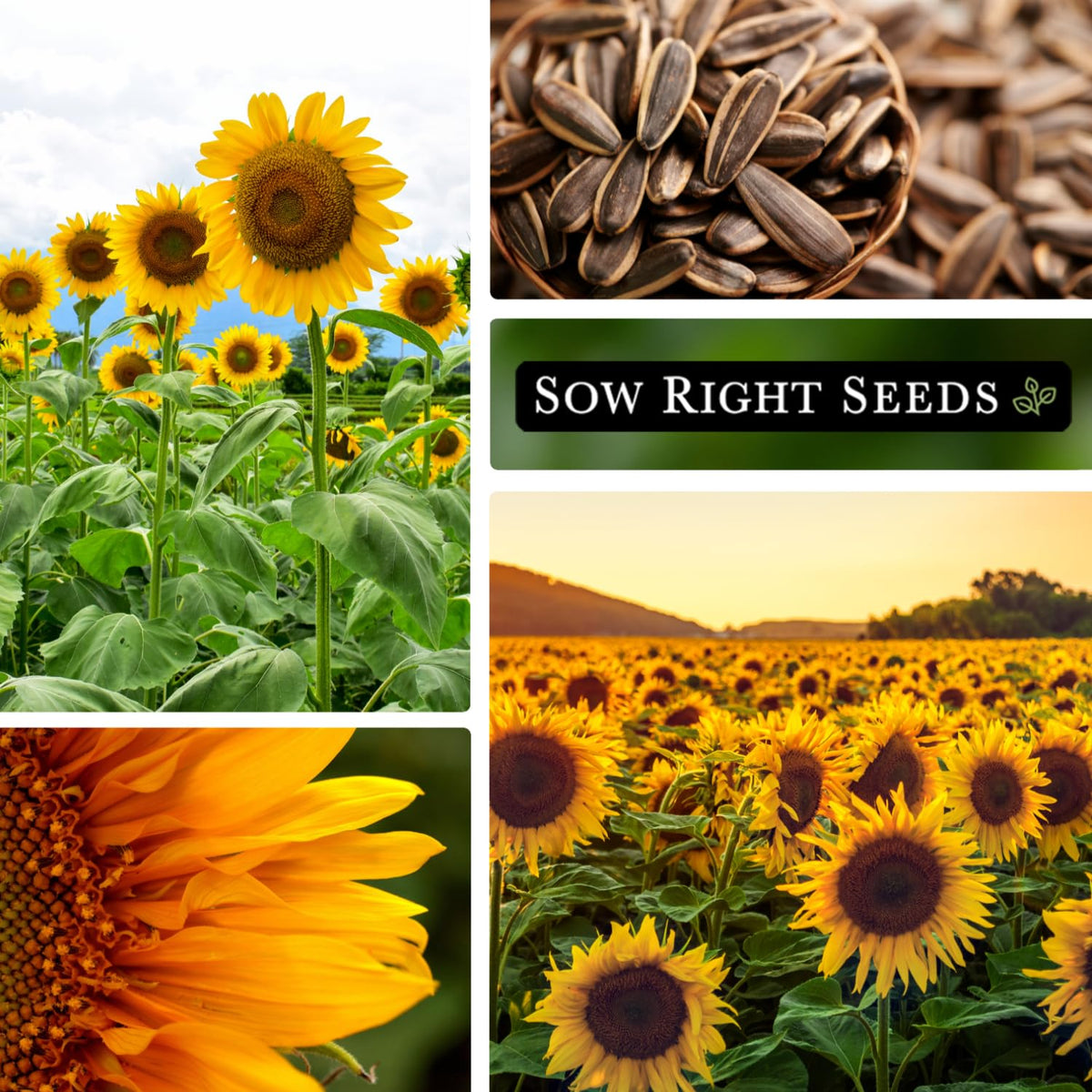 Bees visit tall stalks, supporting pollination and a lively garden.