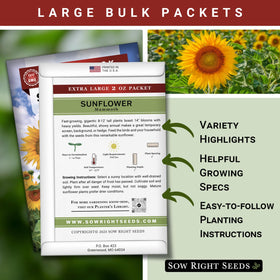 Mammoth Sunflowers rise tall in the garden, creating a dramatic focal point for outdoor spaces.
