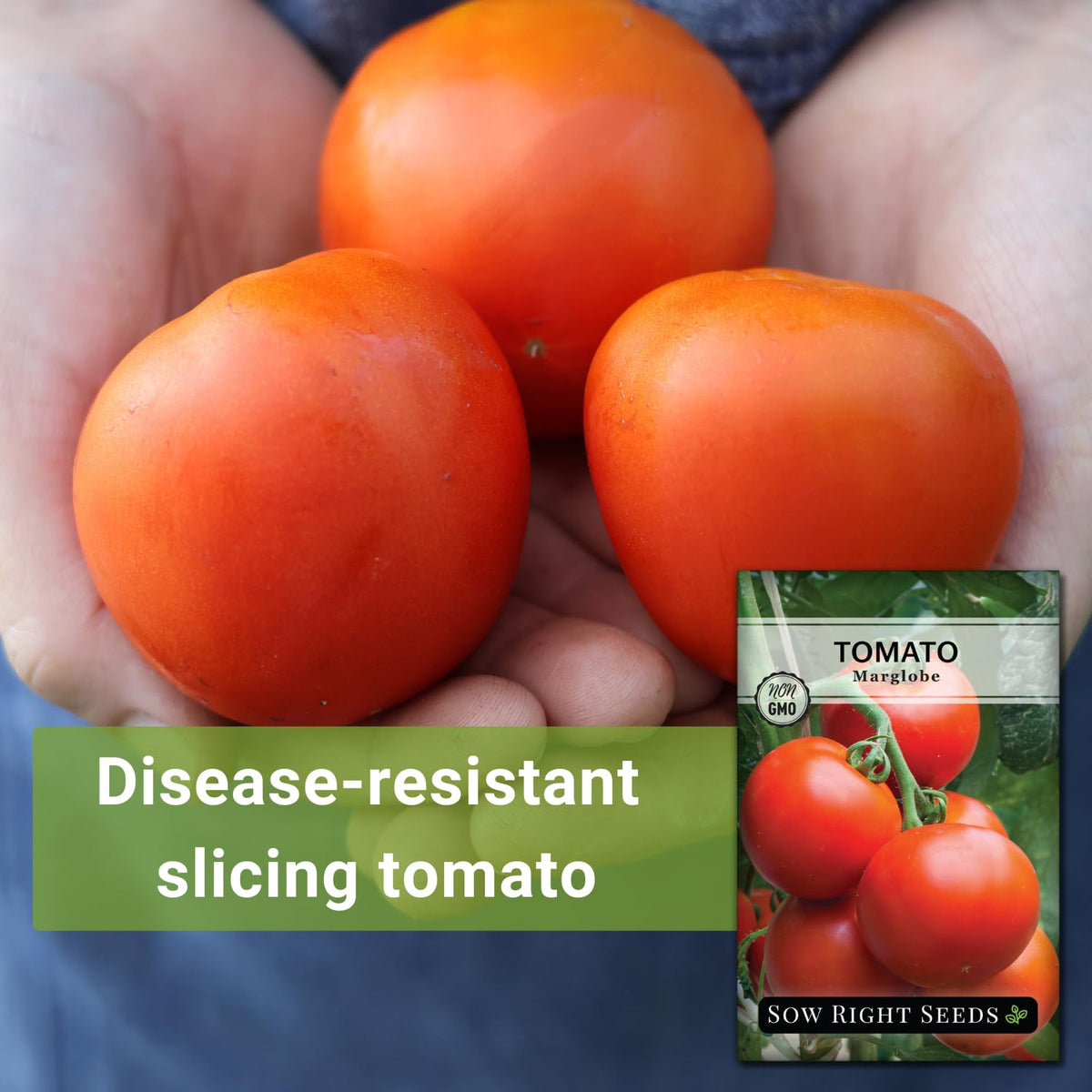 Sow Right Seeds Marglobe determinate tomato plant in sun